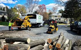 Trusted Soperton, GA Tree Removal Experts